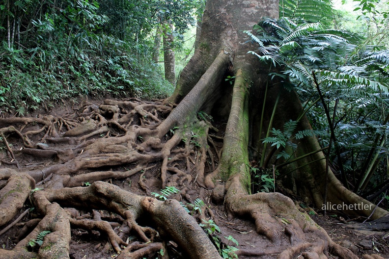 Manoa Falls trail7.JPG